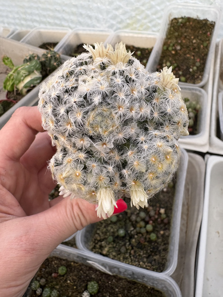 Mammillaria schiedeana v.plumosa