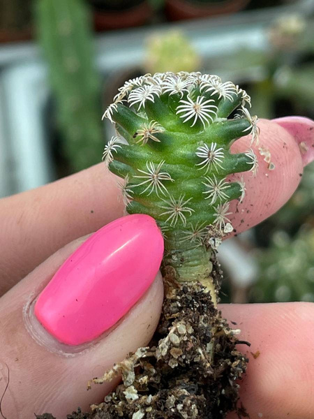 Mammillaria hernandezii