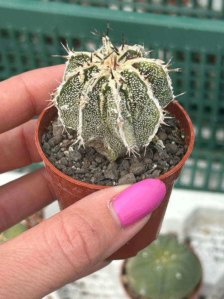 Astrophytum ornatum 'Dinosaur Fukuryu Hannya' siewka