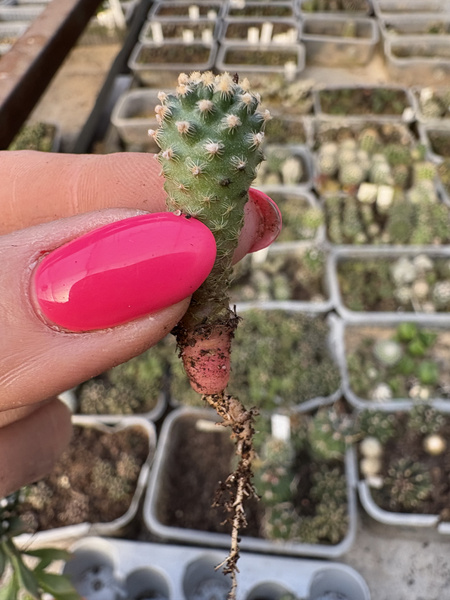 Pediocactus knowltonii