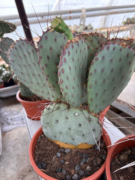 Opuntia azurea