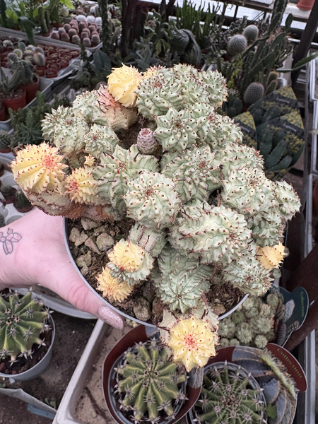Euphorbia aggregata 'Variegata'