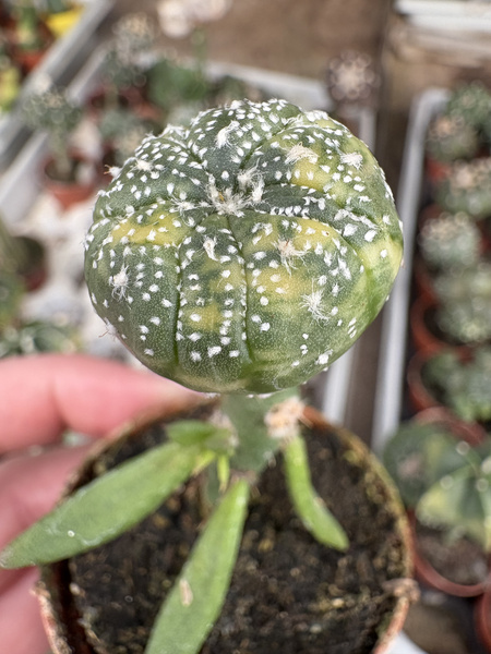 Astrophytum asterias 'Multipunctata Variegata'