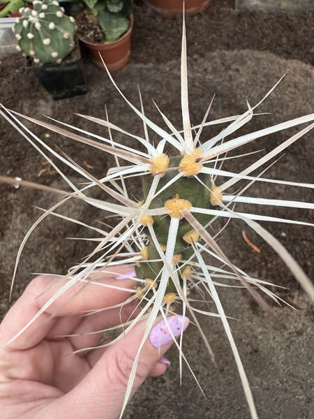 Maihueniopsis flexispina