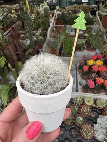 Mammillaria bocasana