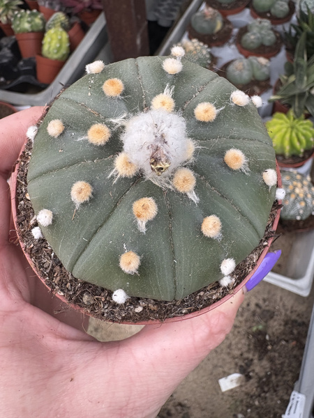 Astrophytum asterias 'Ooibo Nuda'