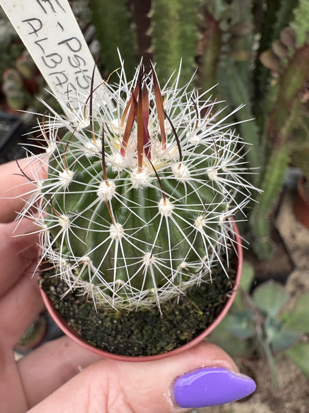 Stenocactus albatus