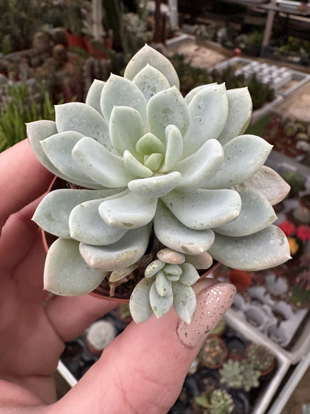 Echeveria 'Aurora'