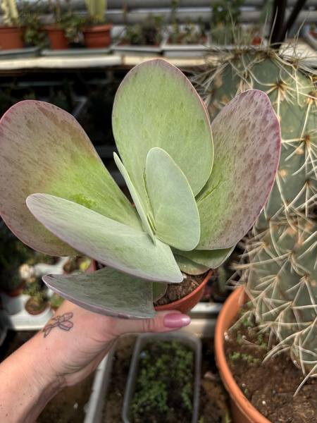 Kalanchoë thyrsiflora 'Red Lips'