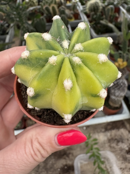Echinopsis subdenudata 'Variegata'