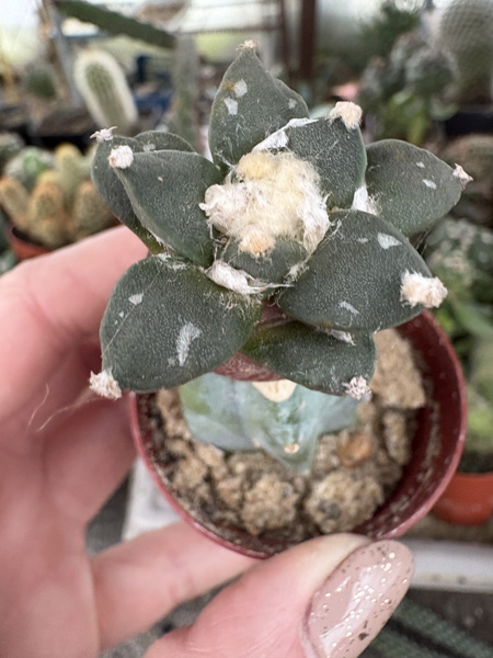 Ariocarpus scapharostroides