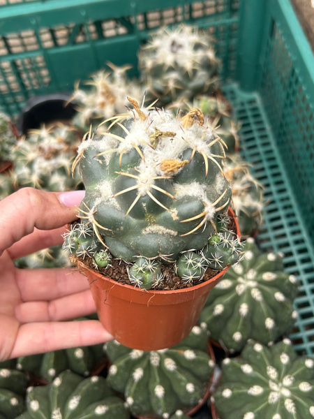 Coryphantha elephantidens