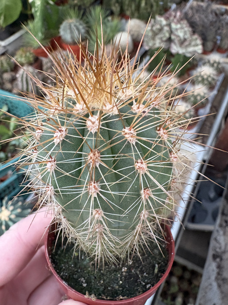 Trichocereus poco