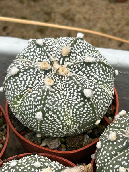 Astrophytum asterias x A.coahuilense