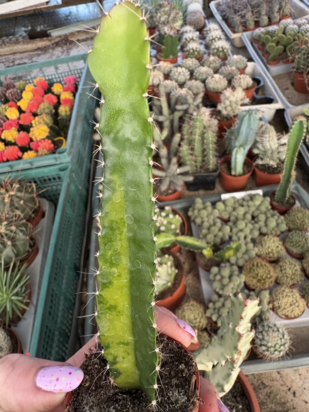 Hylocereus undatus 'Variegata' smoczy owoc