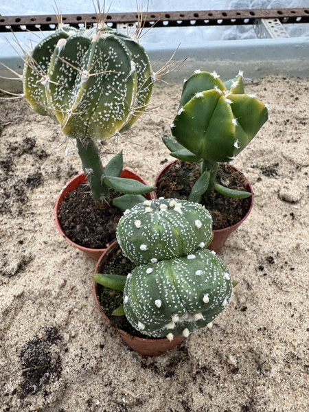 Set of 3 different Astrophytum asterias MUTANTS