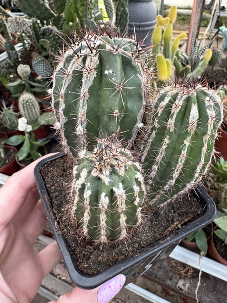 Echinopsis multiplex 'Haku Jo'