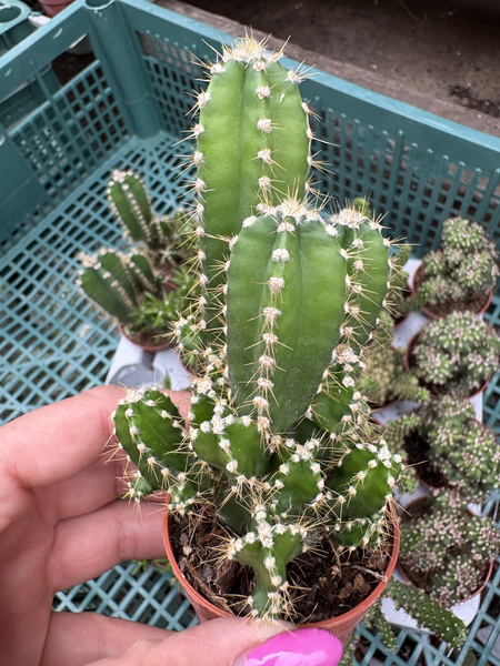 Cereus peruvianus 'Florida' Pałczak peruwiański