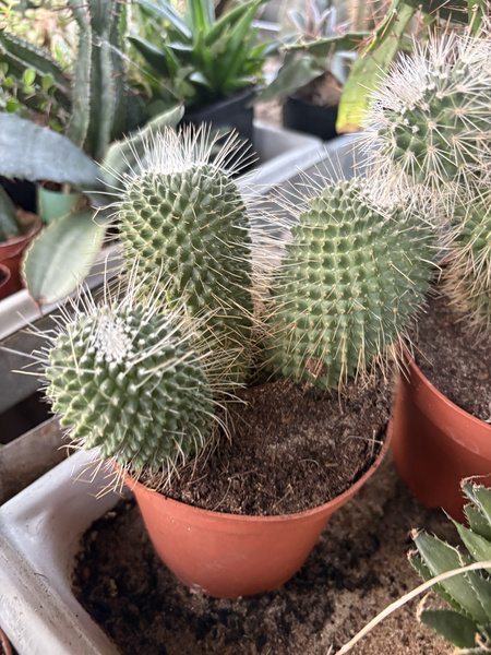 Mammillaria spinosissima 'Un Pico'