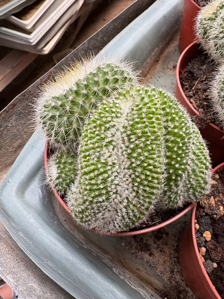 Parodia chrysacanthion 'Cristata'