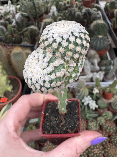 Turbinicarpus valdezianus 'Prolifera'