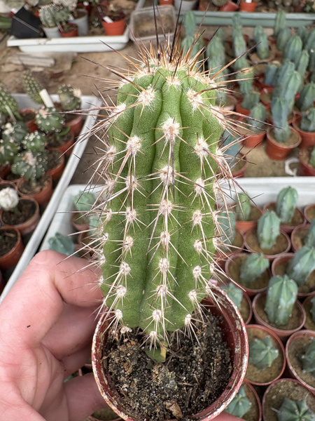 Eulychnia breviflora