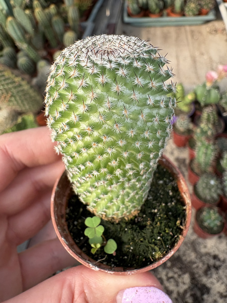 Mammillaria crucigera subs. tlalocii