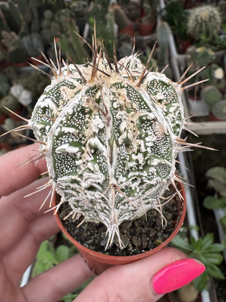 Astrophytum ornatum 'Dinosaur Fukuryu Hannya' siewka