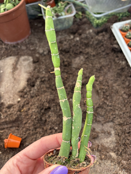 Selenicereus urbanianus 'Monstruosa'