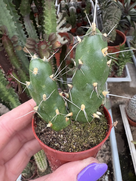 Cumulopuntia sphaerica