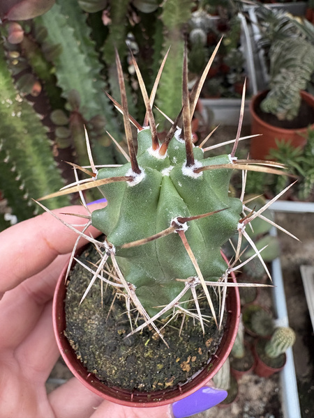 Echinocereus triglochidiatus FROST RESISTANT