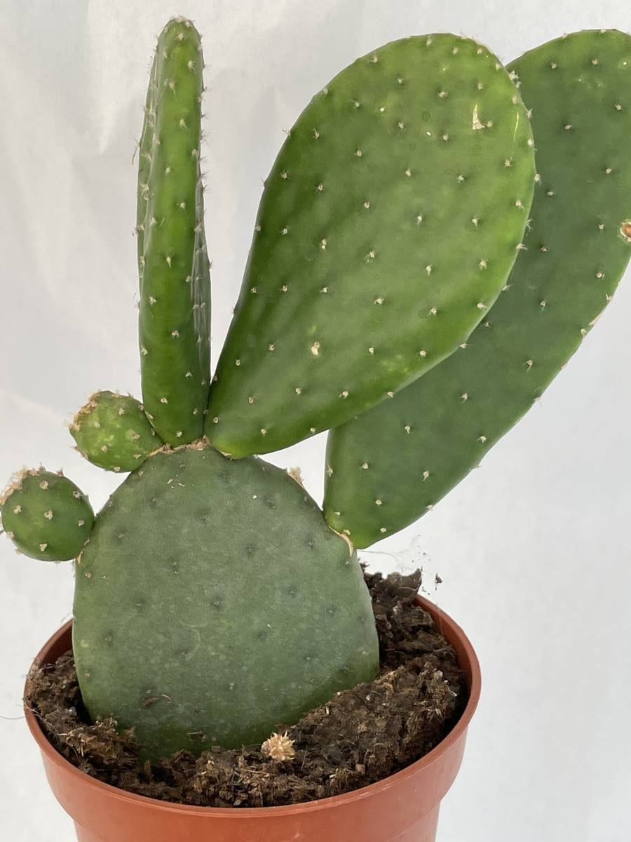 Opuntia inamoena | Cactuses \ Opuntia | Kaktusy, sukulenty i inne ...