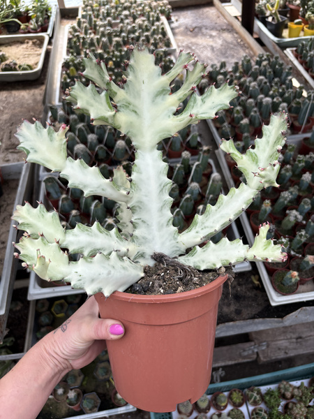 Euphorbia lactea 'White Ghost'