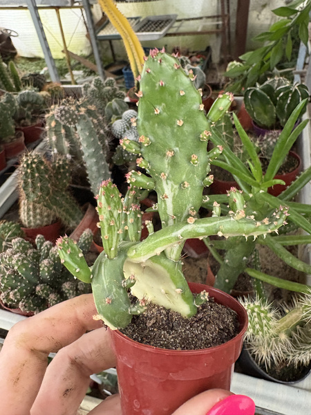 Opuntia monacantha 'Variegated Monstruosa' Płaszcz Józefa - Opuncja Figowa Pstrokata