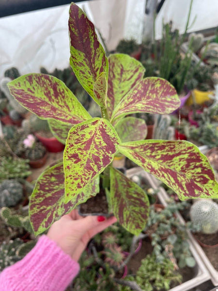 Synadenium grantii 'Variegata'