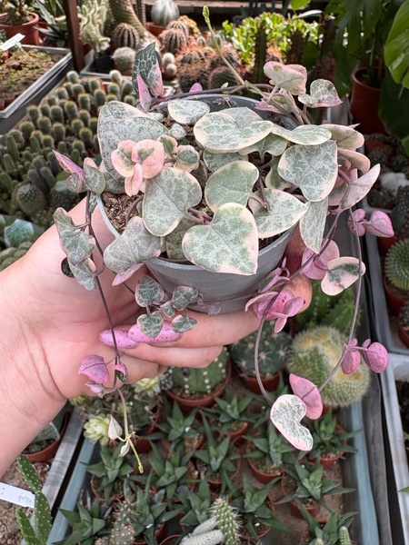 Ceropegia woodii 'Variegata' SZNUR SERC zwisający