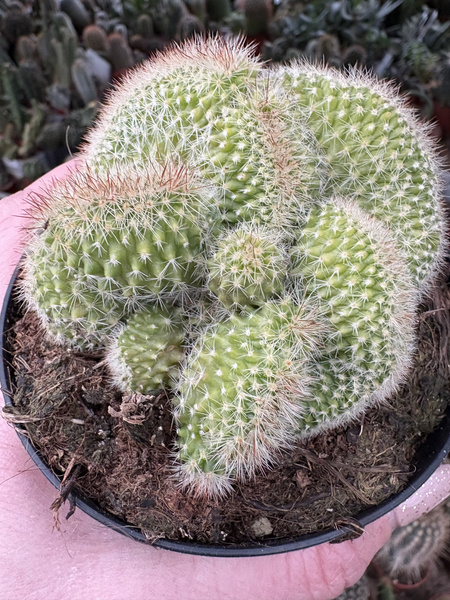Mammillaria ernestii 'Cristata'