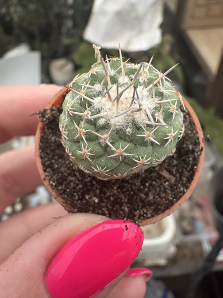 Strombocactus disciformis f. pseudocorregidorae GCG 10947 Rancho Quemado NEW!