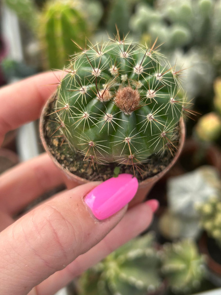 Notocactus ottonis