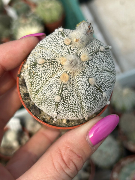 Astrophytum asterias x A.coahuilense 'Ball'