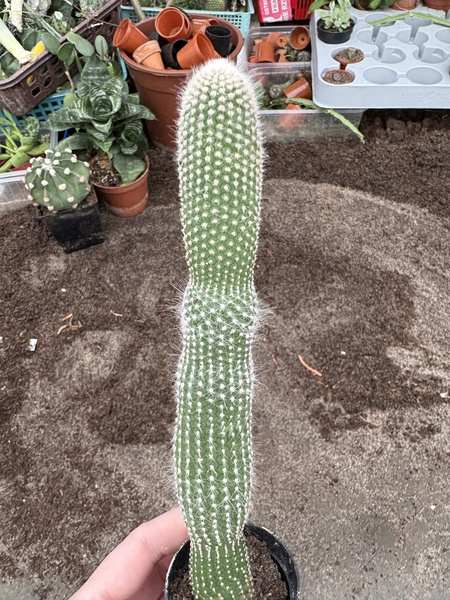 Cleistocactus strausii 'Inermis'