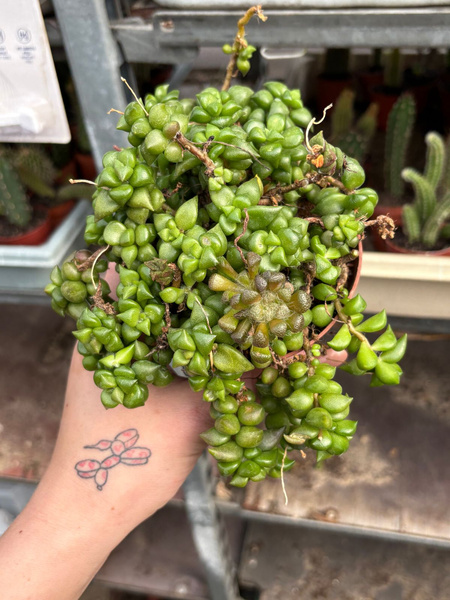 Anacampseros arachnoides