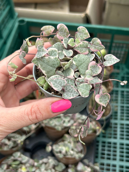 Ceropegia woodii 'Variegata'