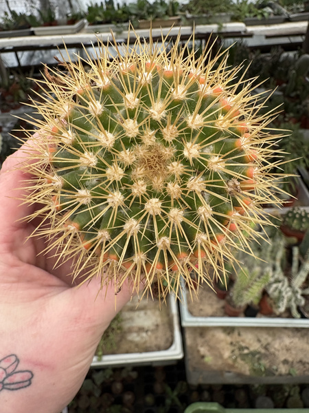 Mammillaria nivosa 'Variegata'