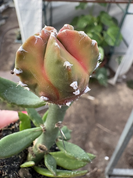 Astrophytum myriostigma 'Nuda Variegata'