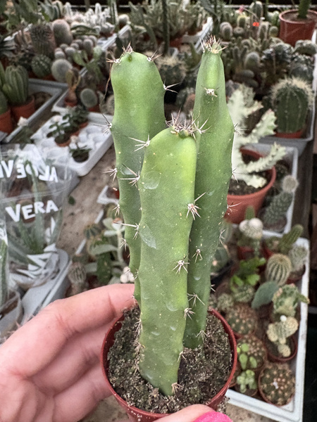 Eriocereus pomanensis