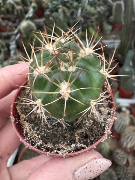 Weingartia longigibba