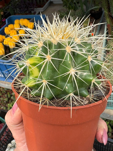 Echinocactus grusonii FOTEL TEŚCIOWEJ 'Variegata'
