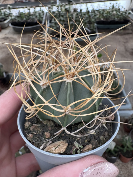 Astrophytum capricorne