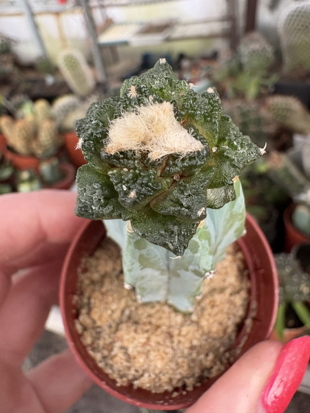 Ariocarpus fissuratus v.lloydii